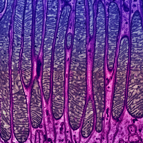 הדרך לאנטי-אייג’ינג עוברת במיטוכונדריה