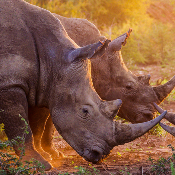 שמים כספם על קרן הקרנף