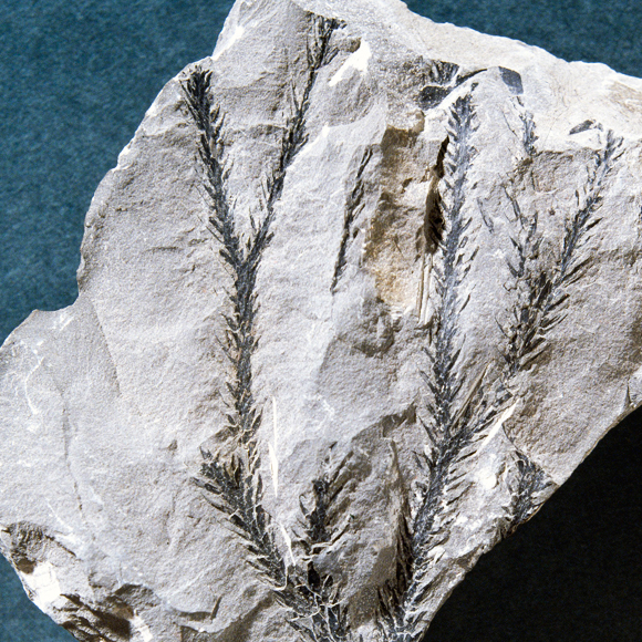 ההכחדה הגדולה ביותר