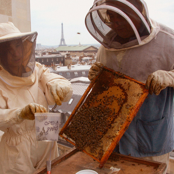 סנאי הכפר ודבורת העיר
