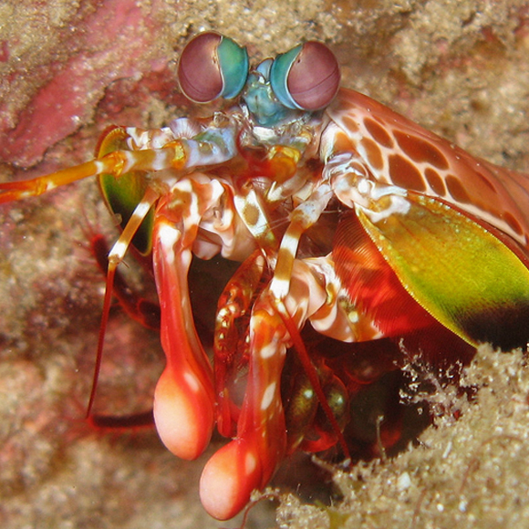 הסרטן שמסוגל לנפץ את האקווריום