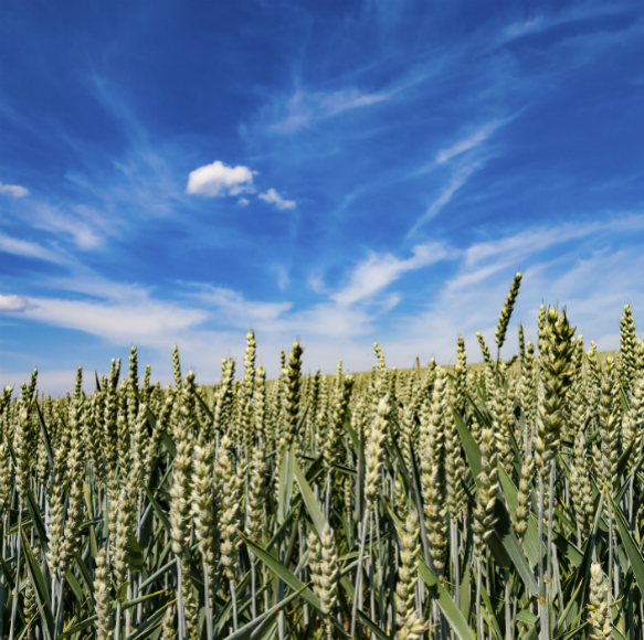 סוד ההצלחה של הצמחים המבויתים