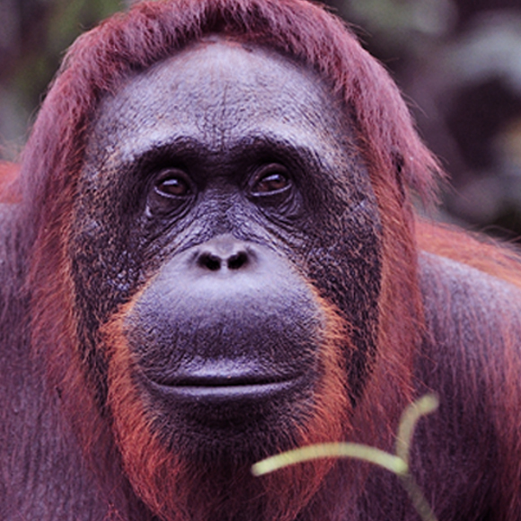 מדע בדקה: הקוף ששינה את תולדות הדיבור