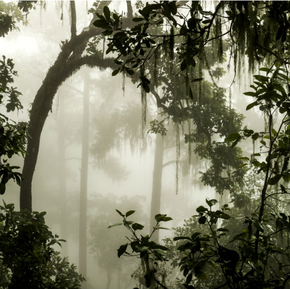 מדע בדקה: כריתת יערות לטובת ייצור שמן
