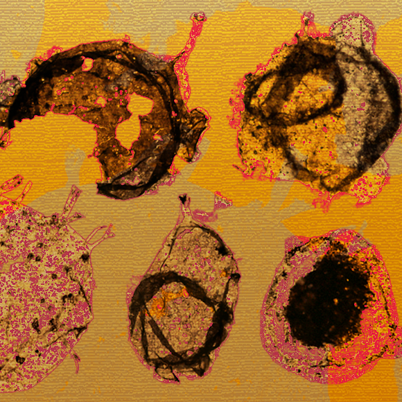 מדע בדקה: האב הקדמון של התא המודרני