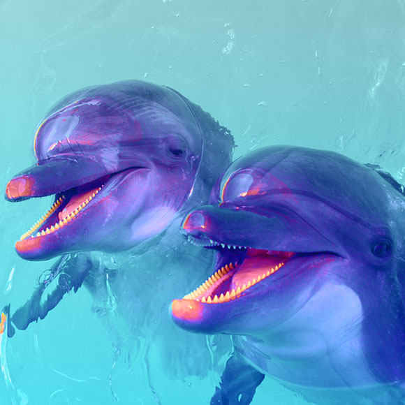 מדע בדקה: שיחה תרבותית בין שני דולפינים