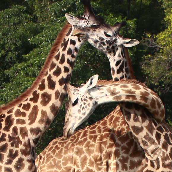 מדע בדקה: ארבעת המינים של הג’ירף