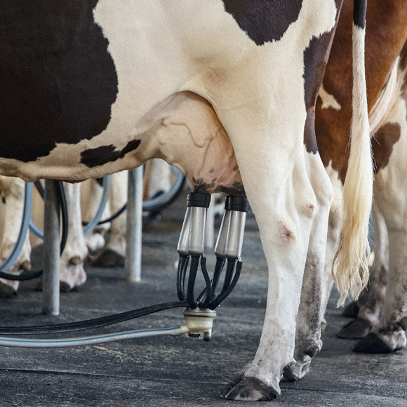 לתפוס את הפרה בקרניה – בהנדסה גנטית
