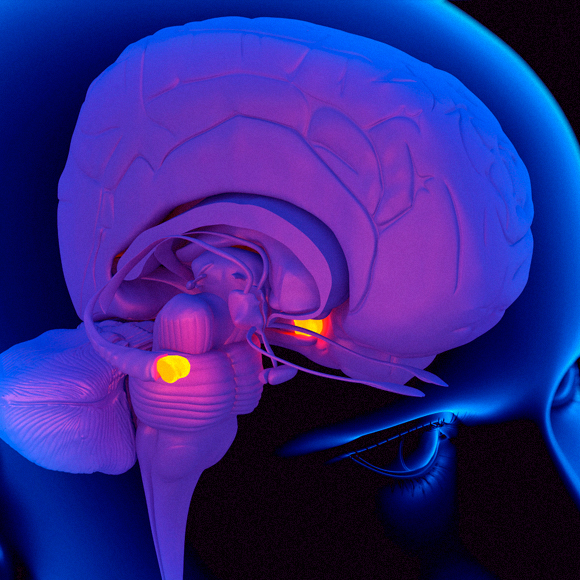 לחוות רגשות של אחרים