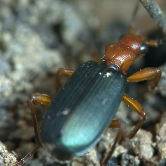 Biological Artillery – Bombardier Beetle