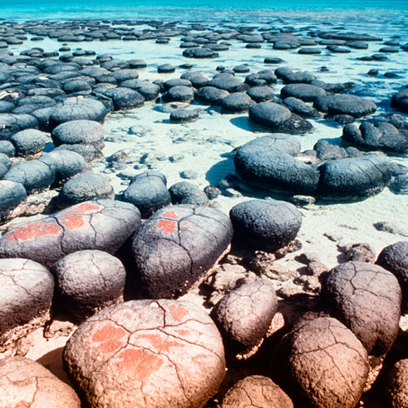 המאובנים הקדומים ביותר