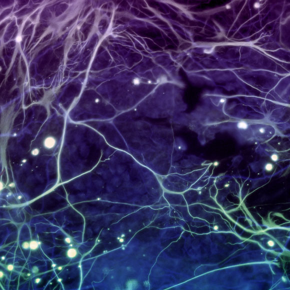 אל תסתכל בתא העצב, אלא בגרעינו