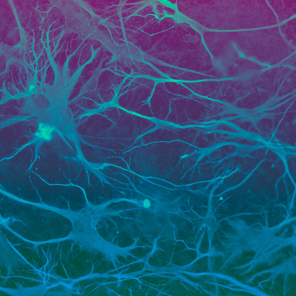 היום לפני: החוקר שגילה איך תאי עוברים מתמיינים