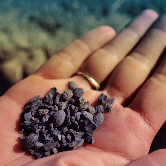 מדע בדקה: הזיתים שהקדימו את זמנם