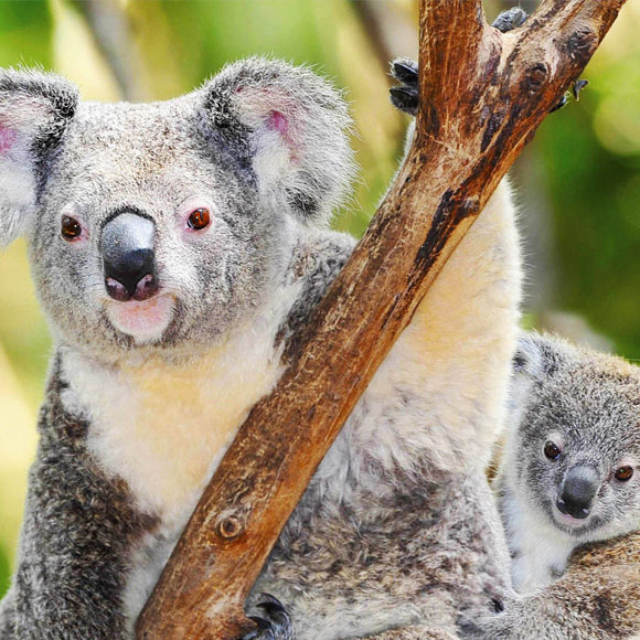 מדע בדקה: להציל את הקואלות