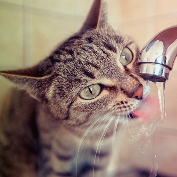 וטיהרתם מים בששון