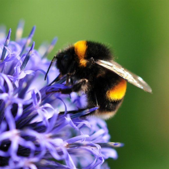 הנגיף שמושך דבורים