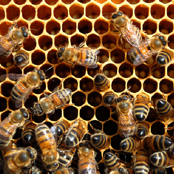 קיצור תולדות הדבש