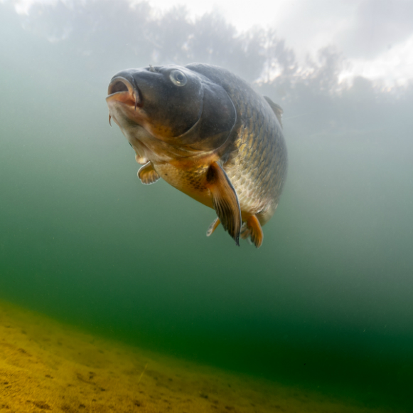 יום הדין של הקרפיונים באוסטרליה