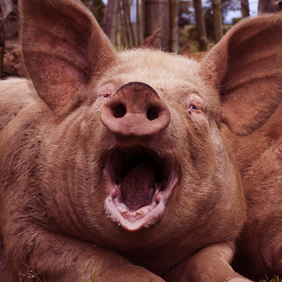 למי יש פיהוק גדול יותר?