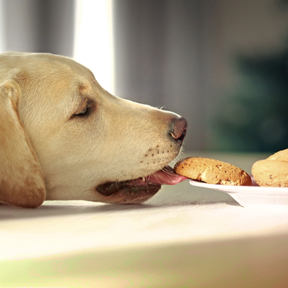 עצם העניין: שולחן האוכל של הכלבים