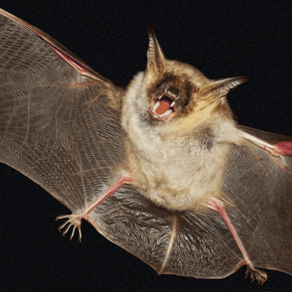 מדע בדקה: זיהום אוויר, כדורי שלג וחולדות שיכורות