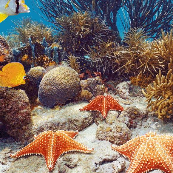 מדע בדקה: רובוט בשונית ומצלמה על האצבע