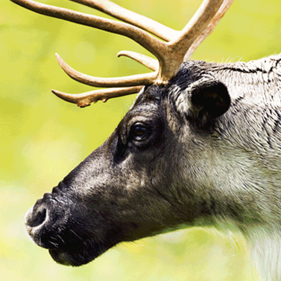 מדע בדקה: איילי צפון בסיביר ולווין חדש בחלל