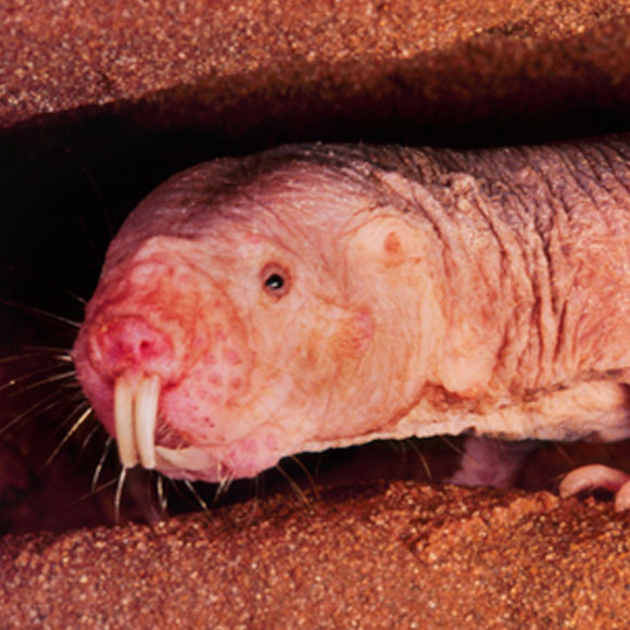 החולד העירום: נטול כאבים