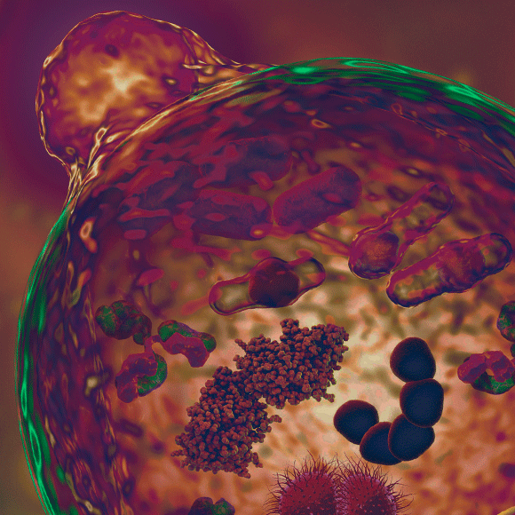 השליחים הסודיים של התאים