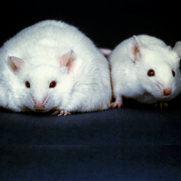 משמינים שוב: בגלל החיידקים