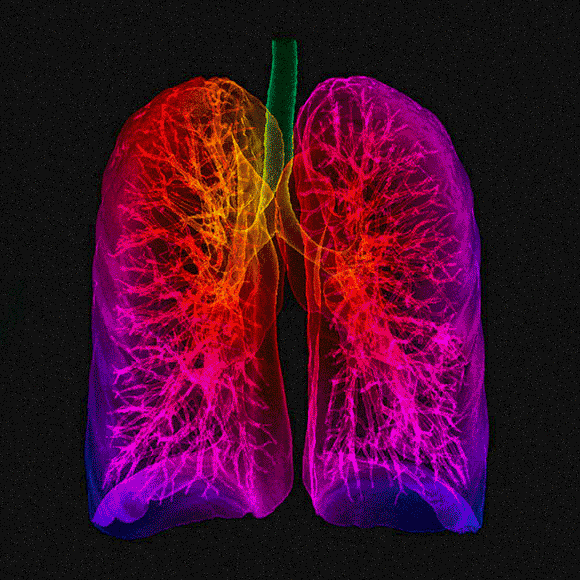 מדע בדקה: קולטני ריח בריאות ועכבישים קופצניים