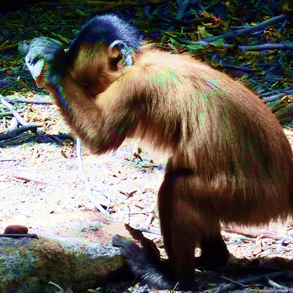 הקופים שמשנים את ההיסטוריה