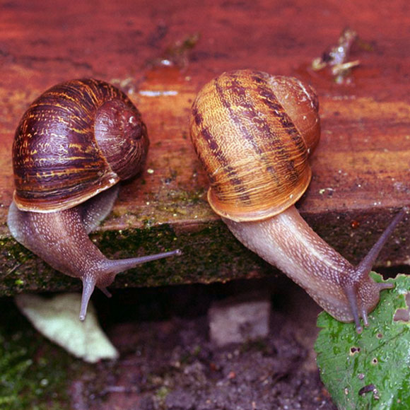 משרד השידוכים של החילזון המוטנטי