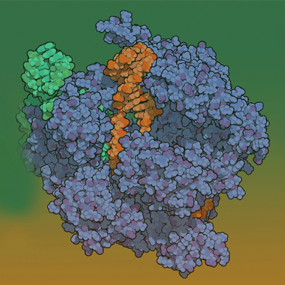 לראשונה: עריכת גנים מוצלחת בעוברים אנושיים