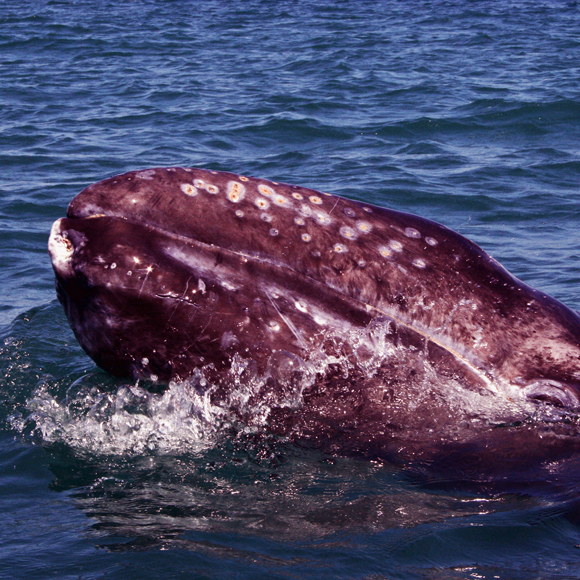 מדע בדקה: לווייתנים, סיסים ואלמוגים