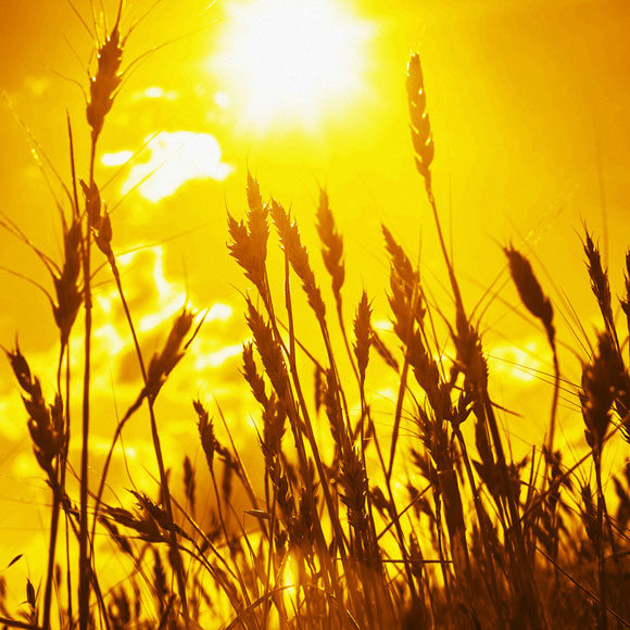 המדחום של הצמחים