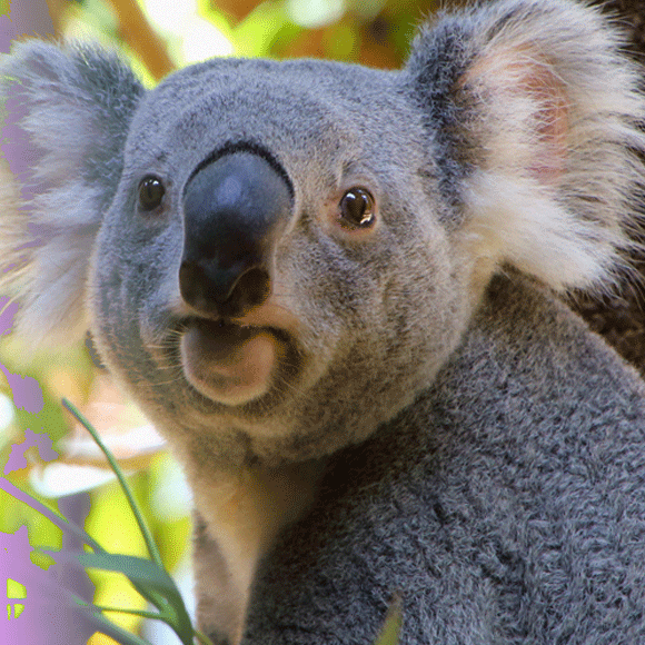 מדע בדקה: קואלות, דגים ומוטציות