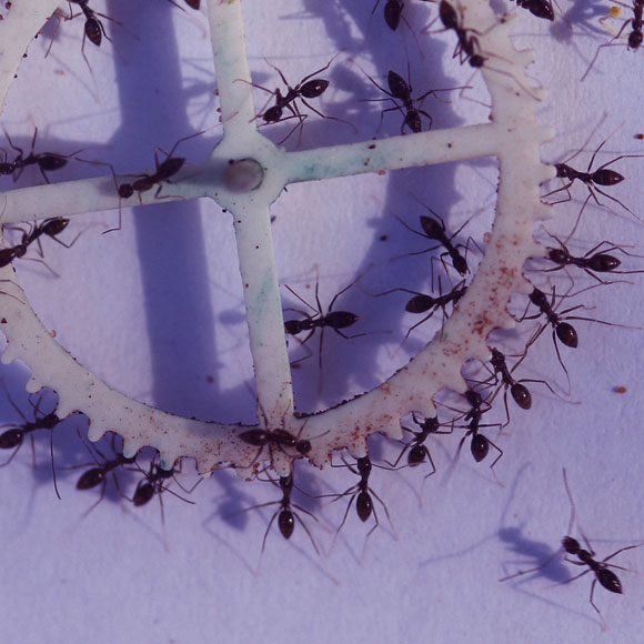 דרכים חדשות לשיתוף פעולה