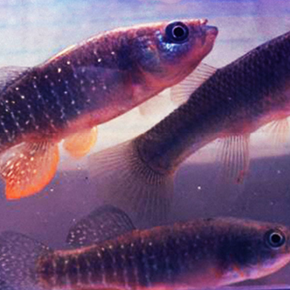 הדגים ששורדים בנהרות מזוהמים