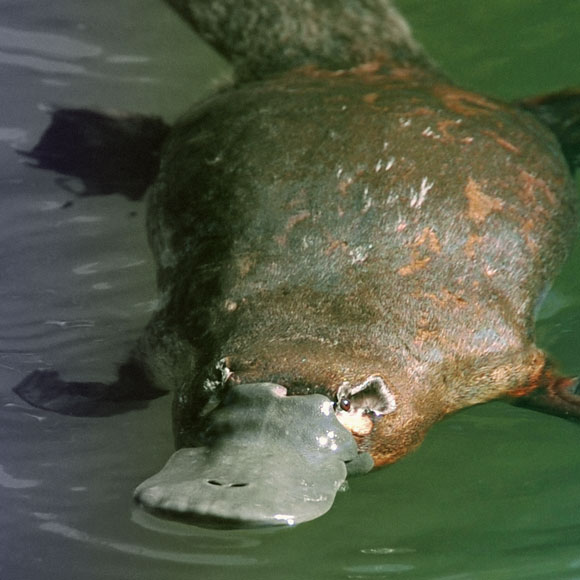 ברווזנים נגד סוכרת
