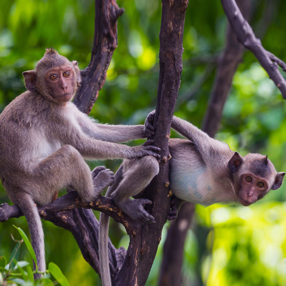 ללמוד ללכת בשלט רחוק