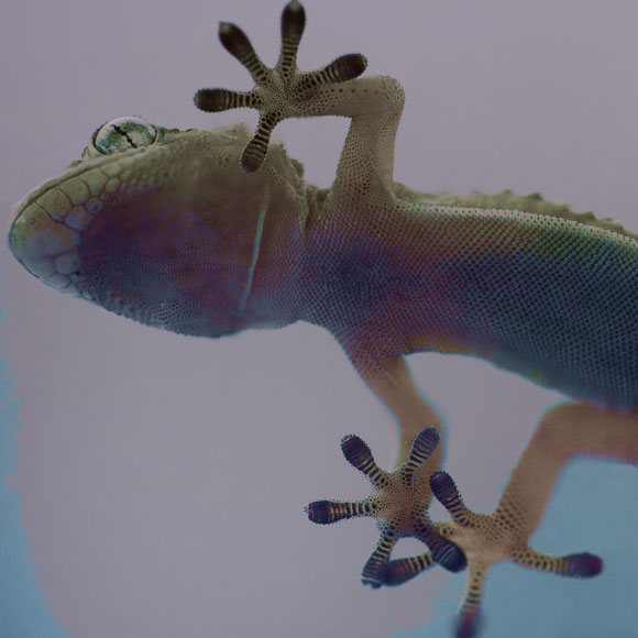 איך השממית נצמדת למשטחים?