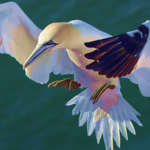 כיצד עופות ימיים צוללים בלי להיפצע?