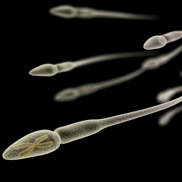 אבות לא אכלו – הטלומרים של הבנים התקצרו