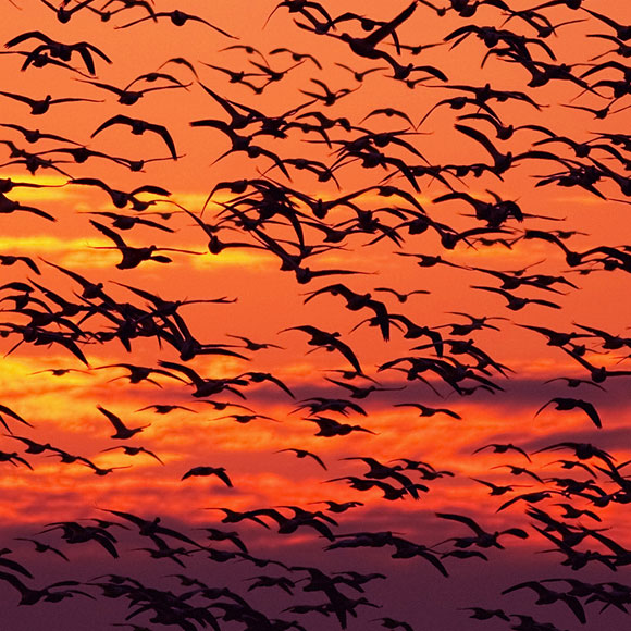 מקררים את הקוטב עם… לשלשת