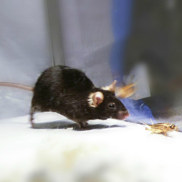 הלייזר שמטריף עכברים