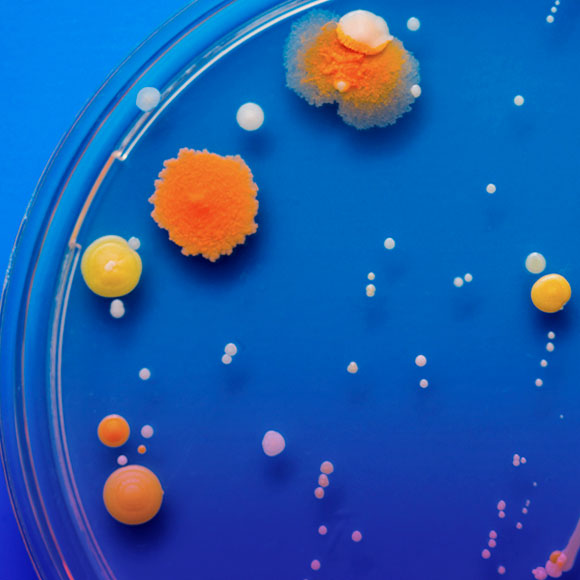 שש זה הארבע החדש