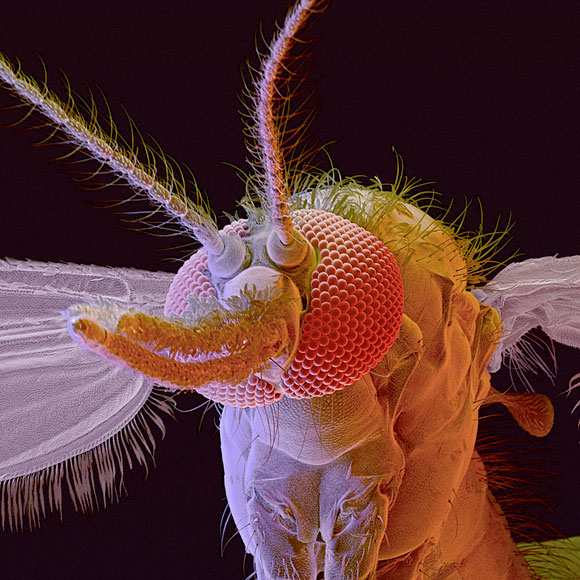 החלבון הישראלי נגד מלריה