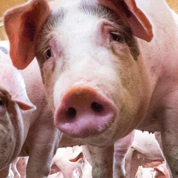 מסלול החיידקים העמידים לתרופות מן החווה החקלאית אל שולחן האוכל